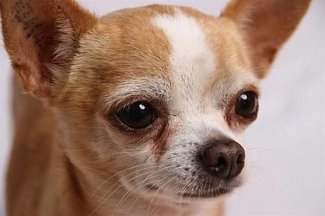 Chihuahua Mexi Xaxo (Xaxo) (R.I.P.) billede 1