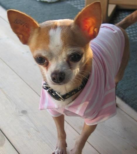 Chihuahua Mexi Xaxo (Xaxo) (R.I.P.) - Mig og Xaxo billede 2