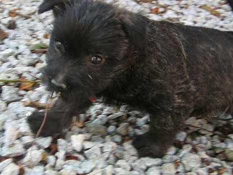 Cairn terrier Freja - er jeg ikke bare dejlig? billede 8