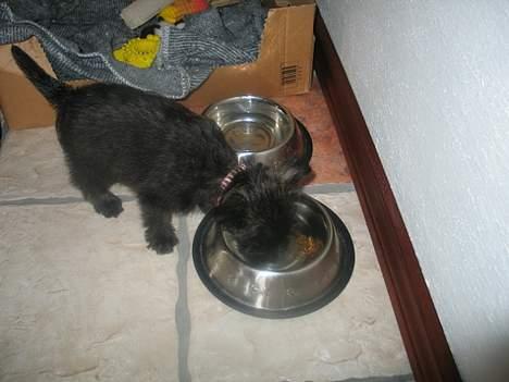 Cairn terrier Freja - ikke forstyrre mig nu - jeg spiser! billede 11