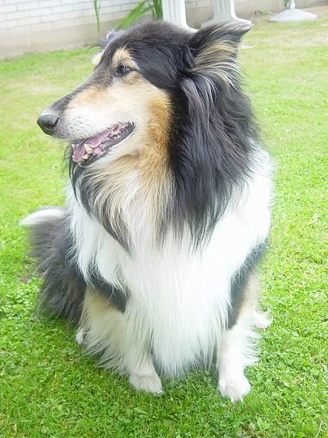 Collie langhåret Nala( DØD) - Hehe, hun skal bare altid vende hovedet.. billede 8