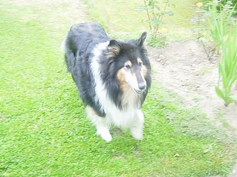 Collie langhåret Nala( DØD) - Bar en dag i haven billede 9
