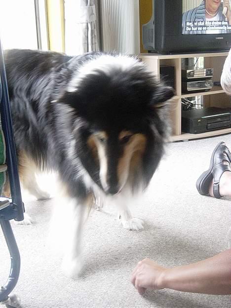 Collie langhåret Nala( DØD) - Ihh hun vil bare ikke kigge ind i kameraet :) billede 10