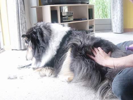 Collie langhåret Nala( DØD) - Her ligger hun bare i stuen :/ billede 11