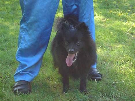 Pomeranian Eddie R.I.P. 24.01.2012 - Eddie billede 11