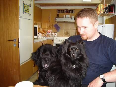 Pomeranian Eddie R.I.P. 24.01.2012 - Eddie sammen med djingo og "far" billede 12