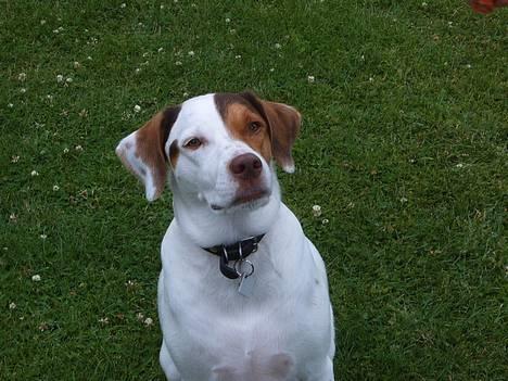 Blanding af racer Laban - Hej. Det så miq Laban, er noqet af en Bandit. :D billede 1