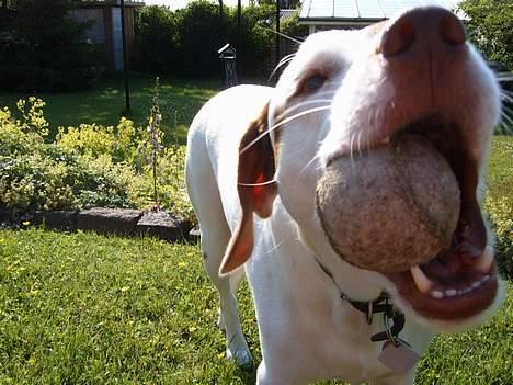 Blanding af racer Laban - elsker at spille bold,. billede 2