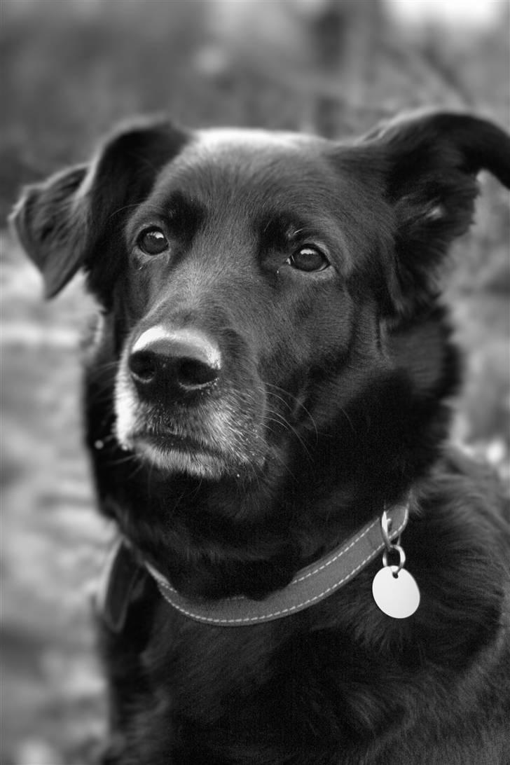 Blanding af racer Trunte (2002-2015) billede 1