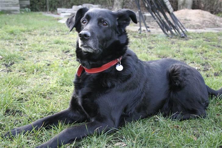 Blanding af racer Trunte (2002-2015) billede 2