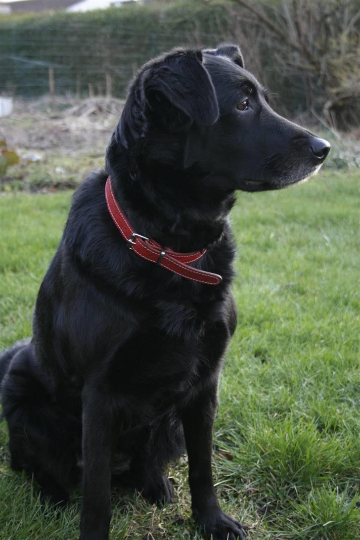 Blanding af racer Trunte (2002-2015) billede 3