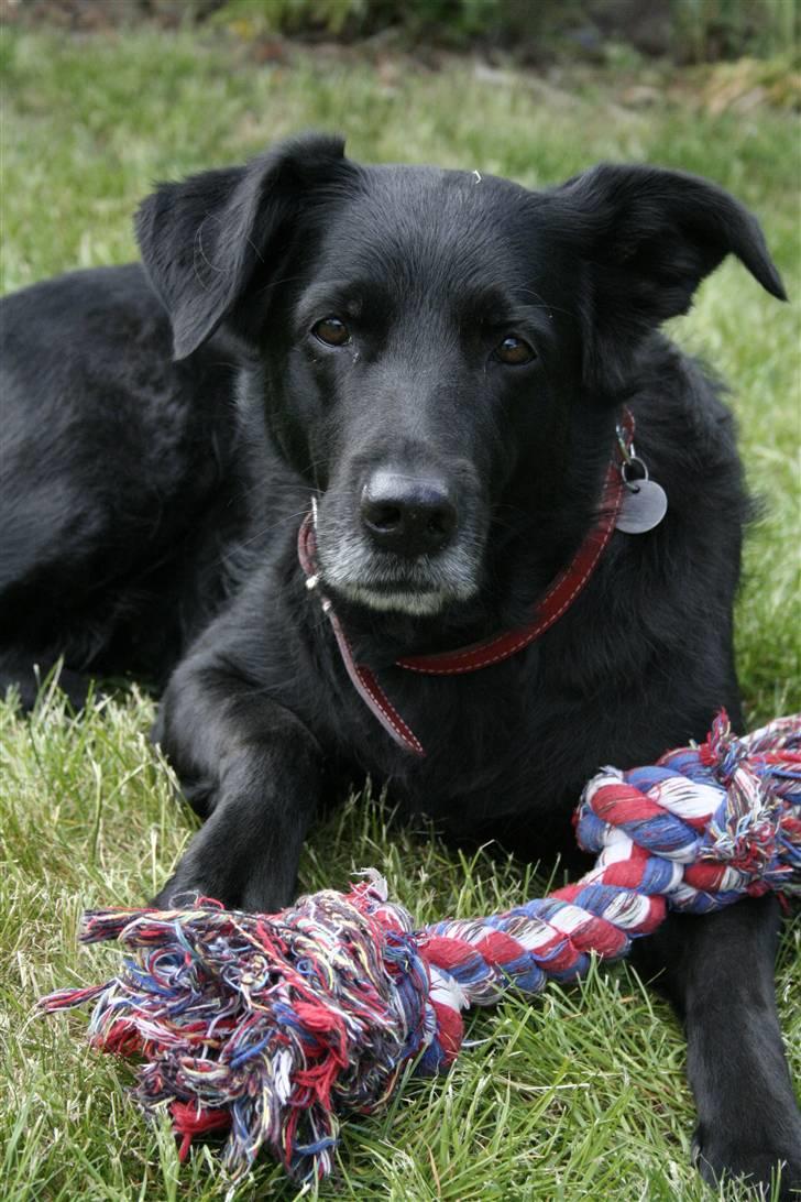 Blanding af racer Trunte (2002-2015) billede 4