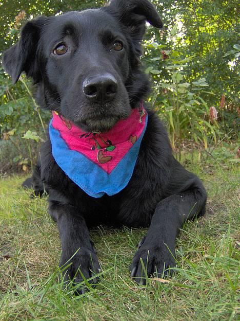 Blanding af racer Trunte (2002-2015) - aj ikke det tørklæde igenner! billede 5