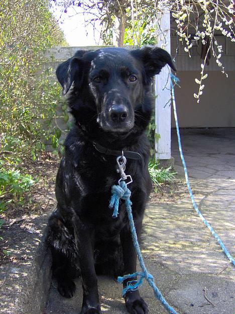 Blanding af racer Trunte (2002-2015) - April 2006 billede 6