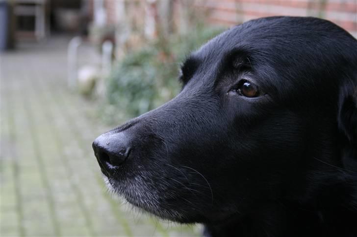 Blanding af racer Trunte (2002-2015) - 1000 tak til Rollo fordi han lærte mig at bruge mit kamera ordentligt! ;) billede 7