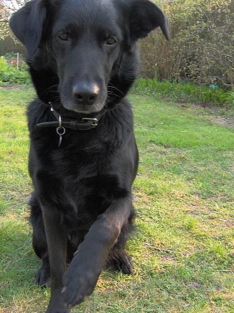 Blanding af racer Trunte (2002-2015) - Maj 2006 - se jeg kan godt give pote! billede 8