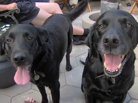 Blanding af racer Trunte (2002-2015) - mig og monique.... hun er også på HG billede 9