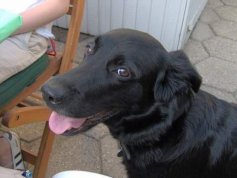 Blanding af racer Trunte (2002-2015) - skal du lige se mine score-øjne? :o) billede 10