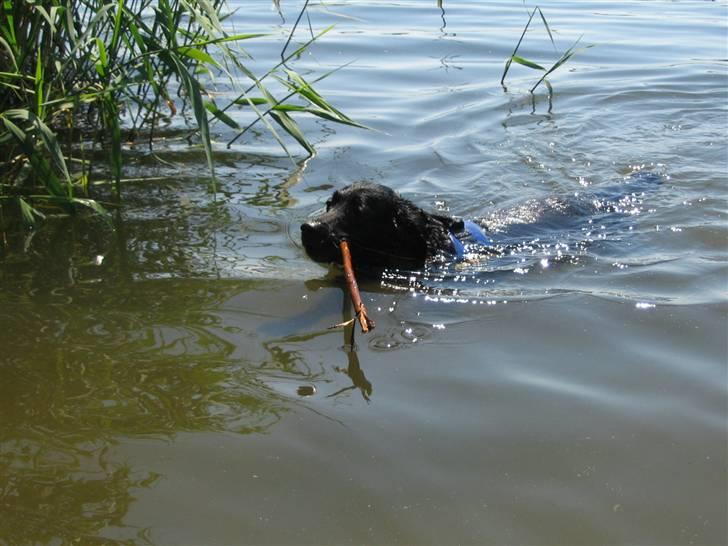 Blanding af racer Trunte (2002-2015) - 11 juni 2007 billede 11