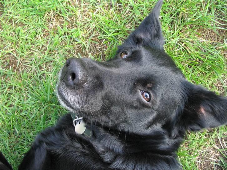 Blanding af racer Trunte (2002-2015) - juni 2007 billede 12