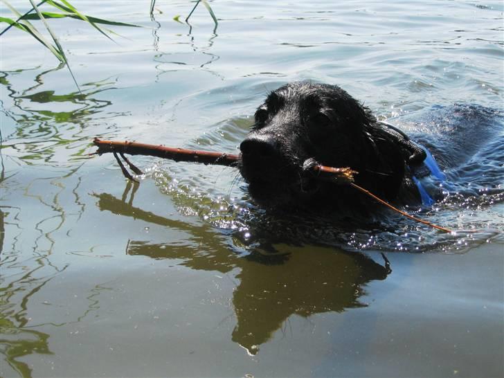 Blanding af racer Trunte (2002-2015) - 11 juni 2007 - for første gang er trunte villig til at svømme! billede 13