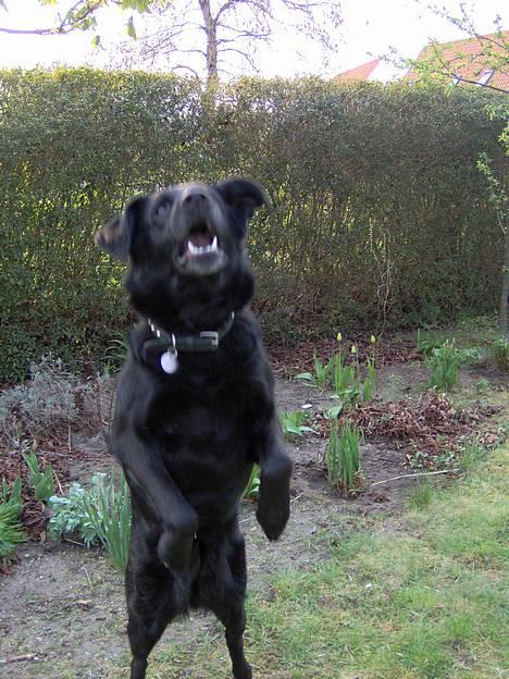 Blanding af racer Trunte (2002-2015) - Maj 2006 - jeg har kiksen, JEG HAR KIKSEEN! billede 15