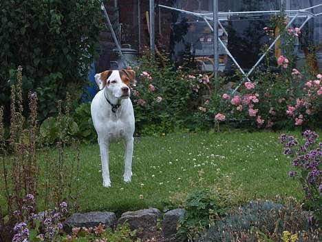 Blanding af racer Laban billede 4