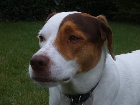 Blanding af racer Laban billede 6