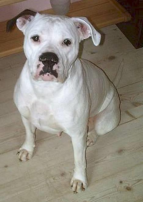 Amerikansk bulldog Thiti (R.I.P.) - poserer så fint for kameraet...*s* billede 4