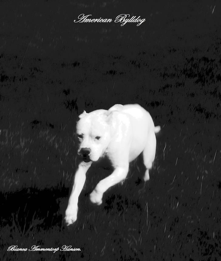 Amerikansk bulldog Thiti (R.I.P.) billede 5