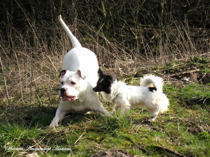 Amerikansk bulldog Thiti (R.I.P.) billede 6