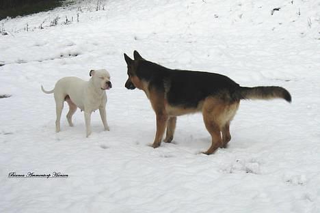 Amerikansk bulldog Thiti (R.I.P.) - jeg tæller til 100 og så gemmer du dig *Gs* billede 7