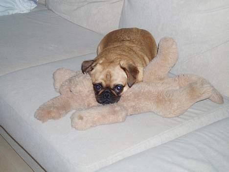 Blanding af racer Obelix (Mops/pekingeser) - Hundi er den bedste! (yndlingsbamsen) billede 1