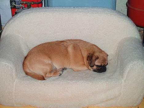 Blanding af racer Obelix (Mops/pekingeser) - "Mig og min sofa" billede 2