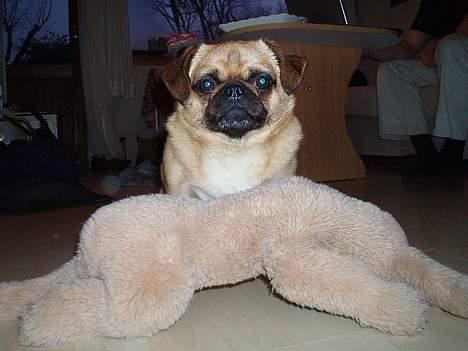 Blanding af racer Obelix (Mops/pekingeser) - Obelix og Hundi. Igen... billede 3
