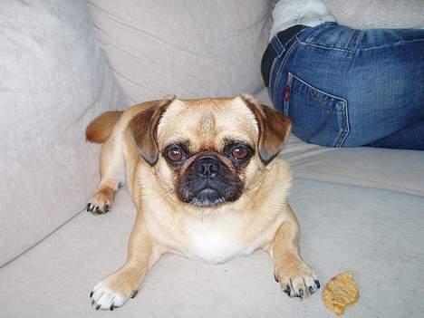 Blanding af racer Obelix (Mops/pekingeser) - "Ligger jeg fint nok?" billede 4