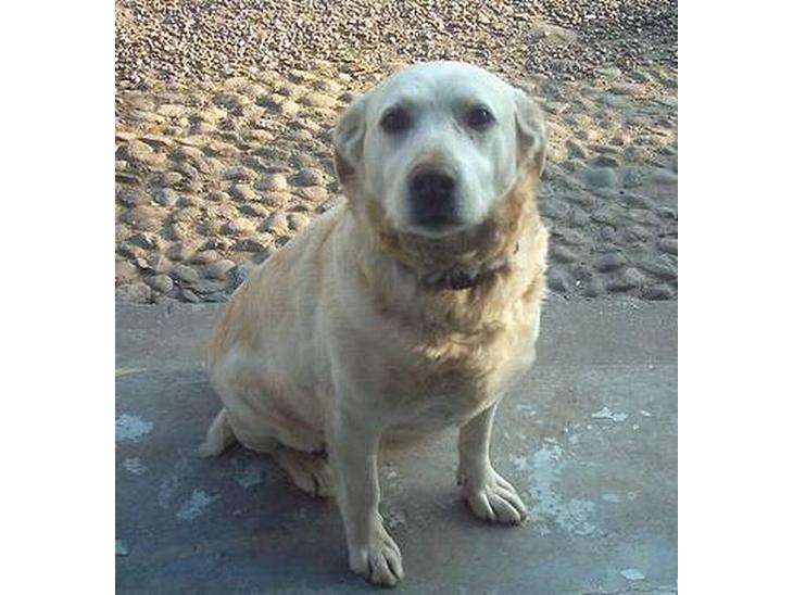 Labrador retriever Sussie - død billede 1