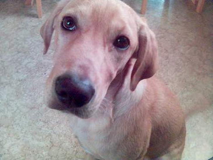 Labrador retriever Felix - felix 5 mdr. billede 1