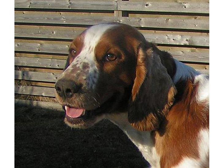 Welsh springer spaniel Chili  25 / 12 - Chili i profil - 2 år billede 1