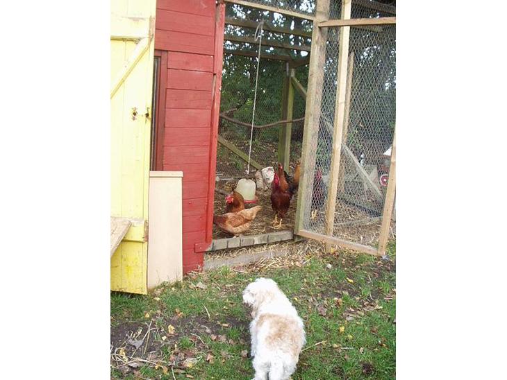 Blanding af racer perle - I kommer ikke forbi mig..:) hehe billede 1