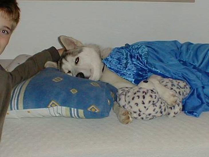 Siberian husky A'tebs Rob roy - Nu skal roy puttesove! billede 1