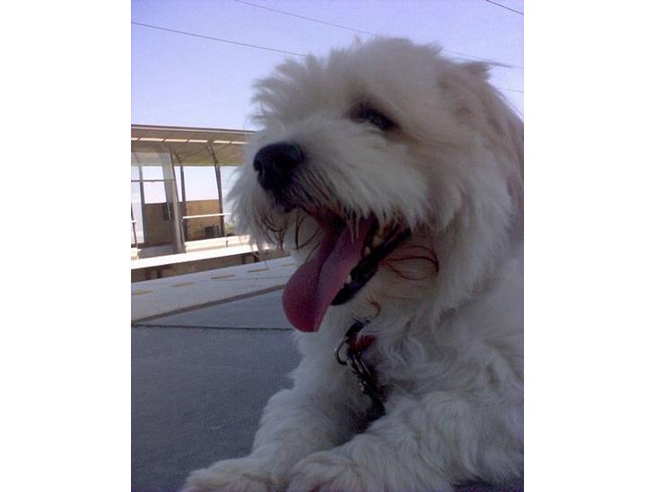 {{currentPhoto.altText}} billede {{currentPhoto.number}}