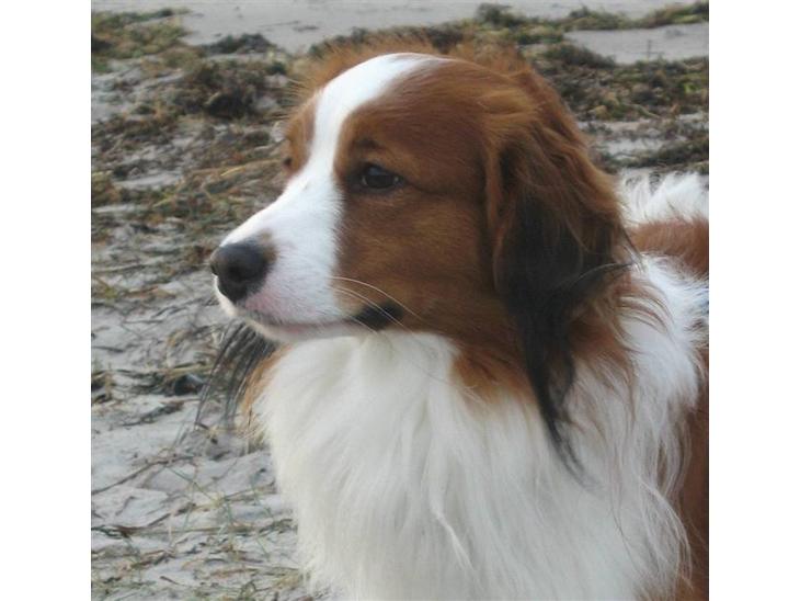 Kooikerhondje Miki 2004 Utrolig sød hund. )