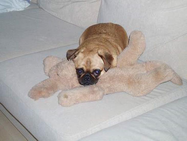 Blanding af racer Obelix (Mops/pekingeser) - Hundi er den bedste! (yndlingsbamsen) billede 1