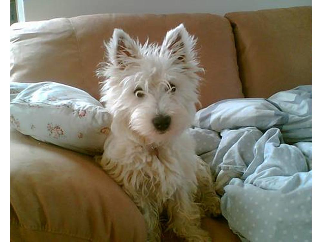 Snestorm Uden for atomar West highland white terrier Cabby - 2005 - Jeg har været så uheldig at m...