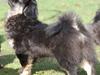 Tibetansk spaniel Sommerlyst's Them-Pa 
