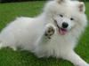 Samojedhund Nico R.I.P  [ Himmelhund]