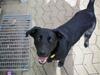 Labrador retriever Daisy Aka (Nulle)