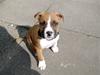 Amerikansk staffordshire terrier Proud Of Asya *Elsket og Savnet for Evigt* [ Himmelhund]
