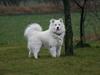 Samojedhund Gizmo
